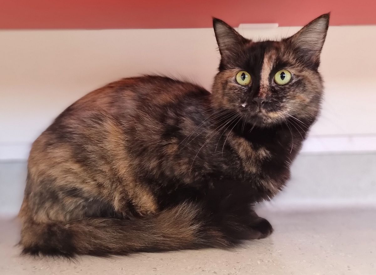 Gallery image: Polly 