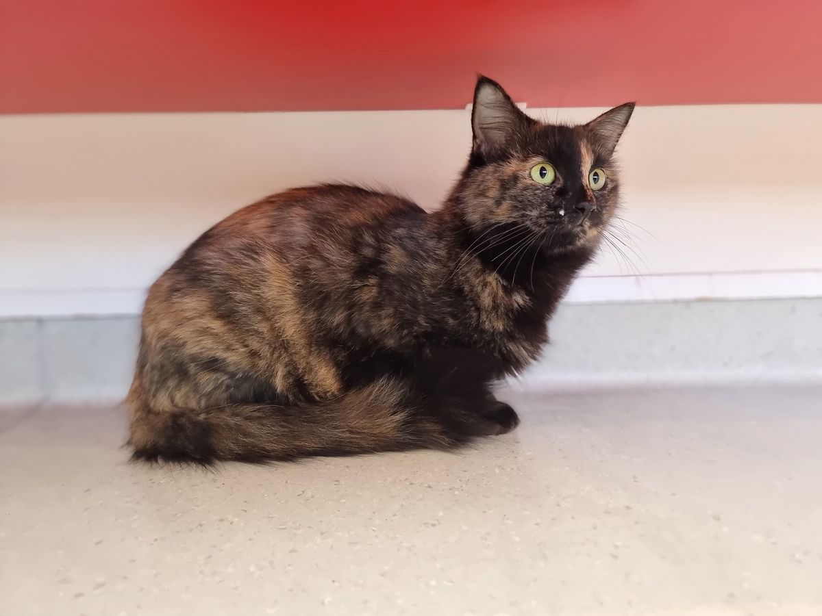 Gallery image: Polly 