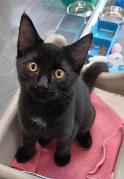 Ghost - Domestic Short Hair