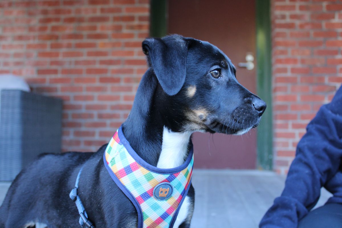 Gallery image: Diesel