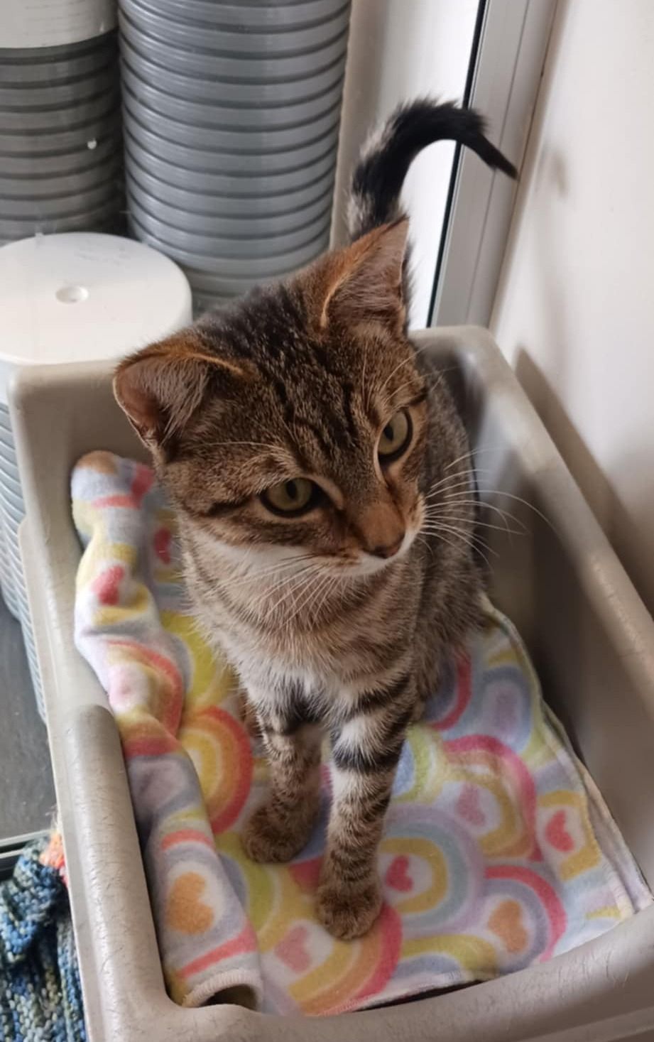 Gallery image: Angelo