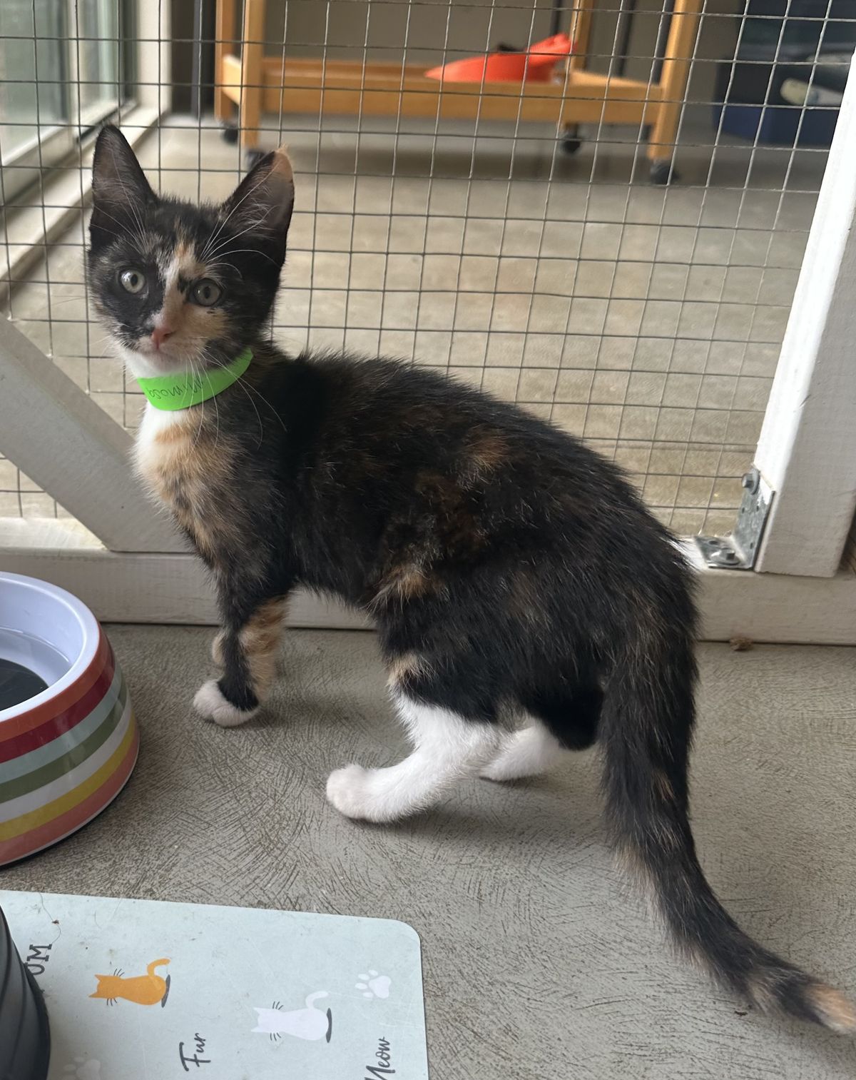 Gallery image: Mimosa