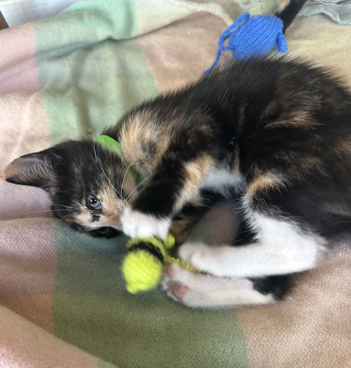 Gallery image: Mimosa