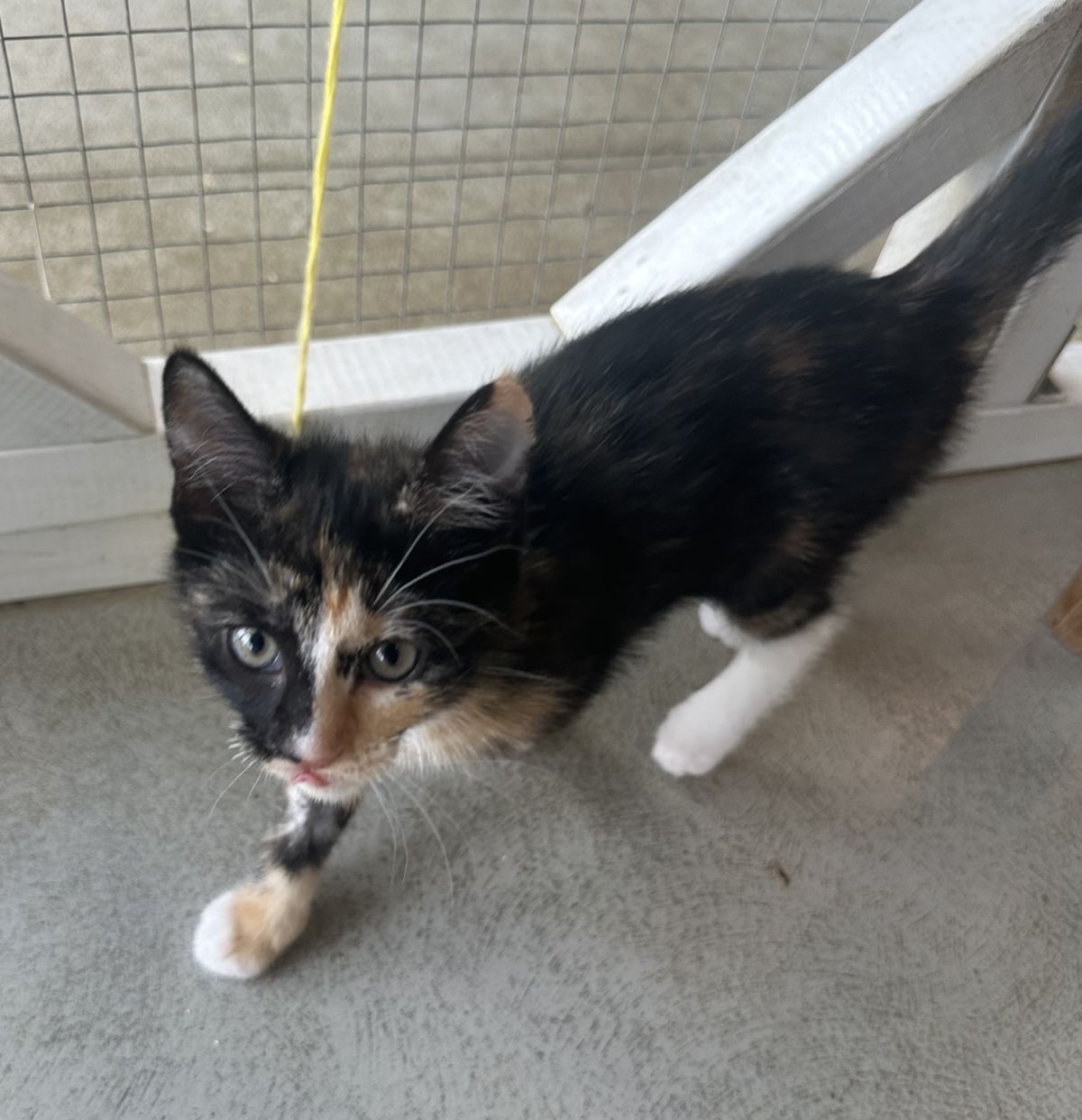 Gallery image: Mimosa