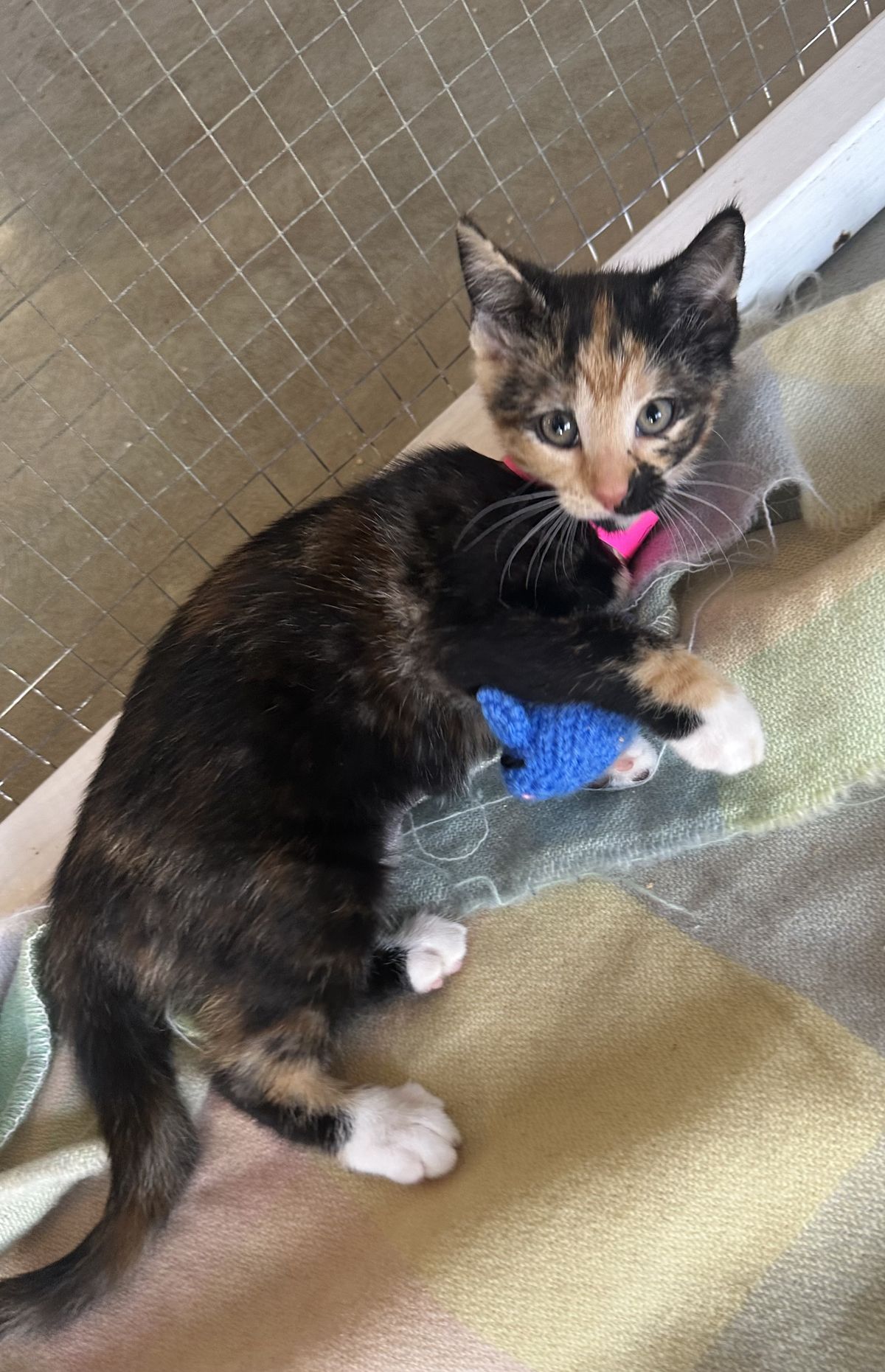 Gallery image: Mojito