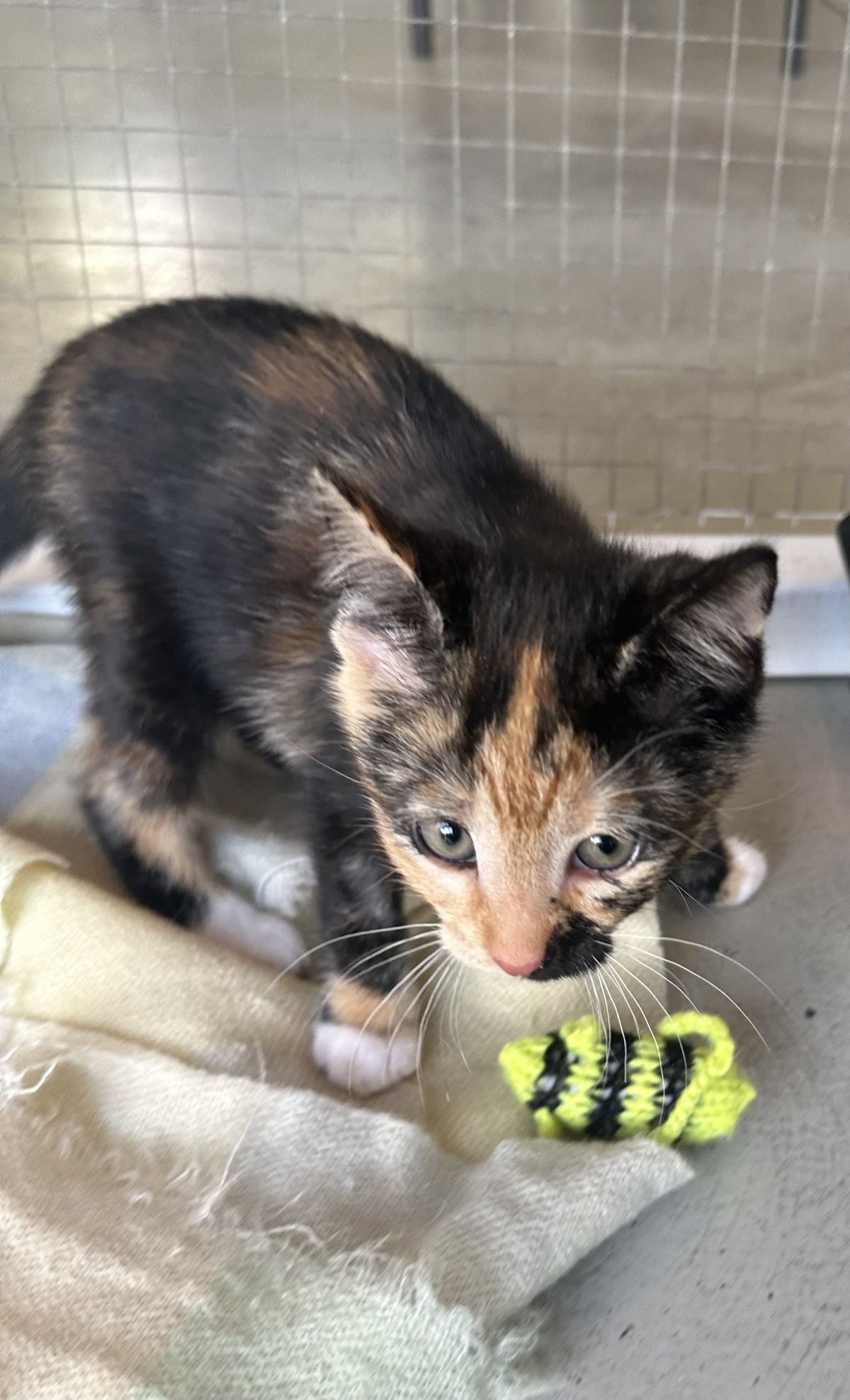 Gallery image: Mojito