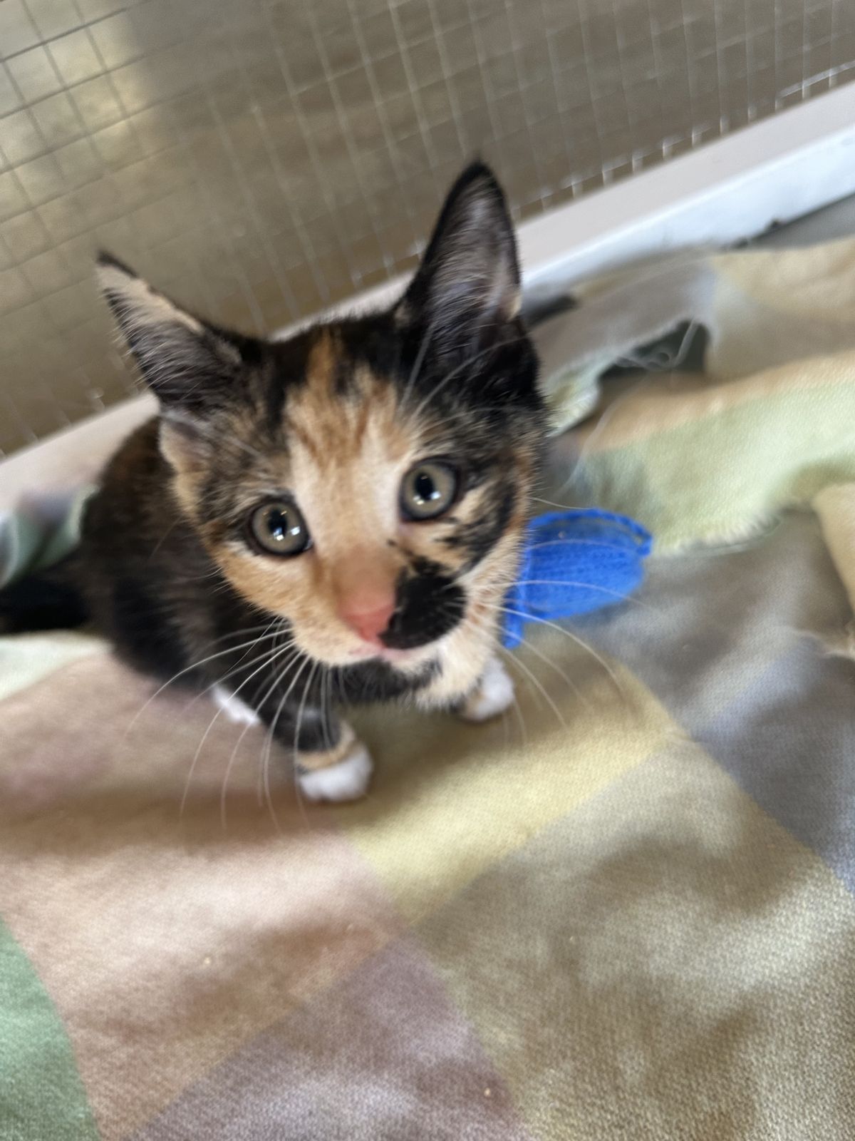 Gallery image: Mojito