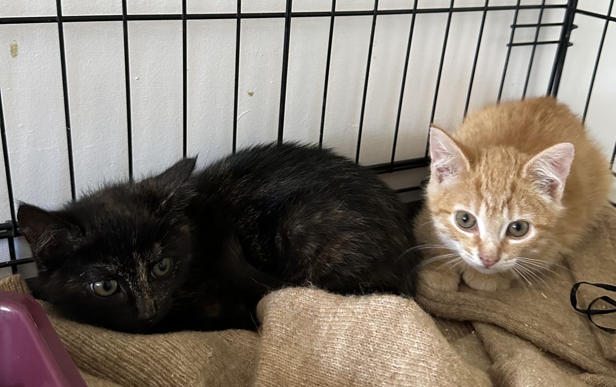 Gallery image: Dorito