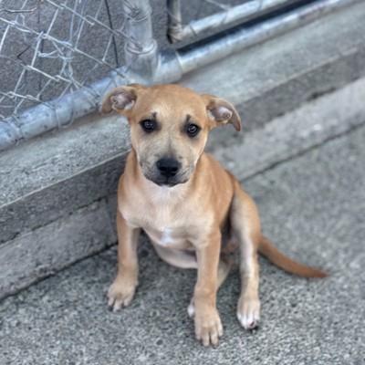 Buford - Large Cross Breed