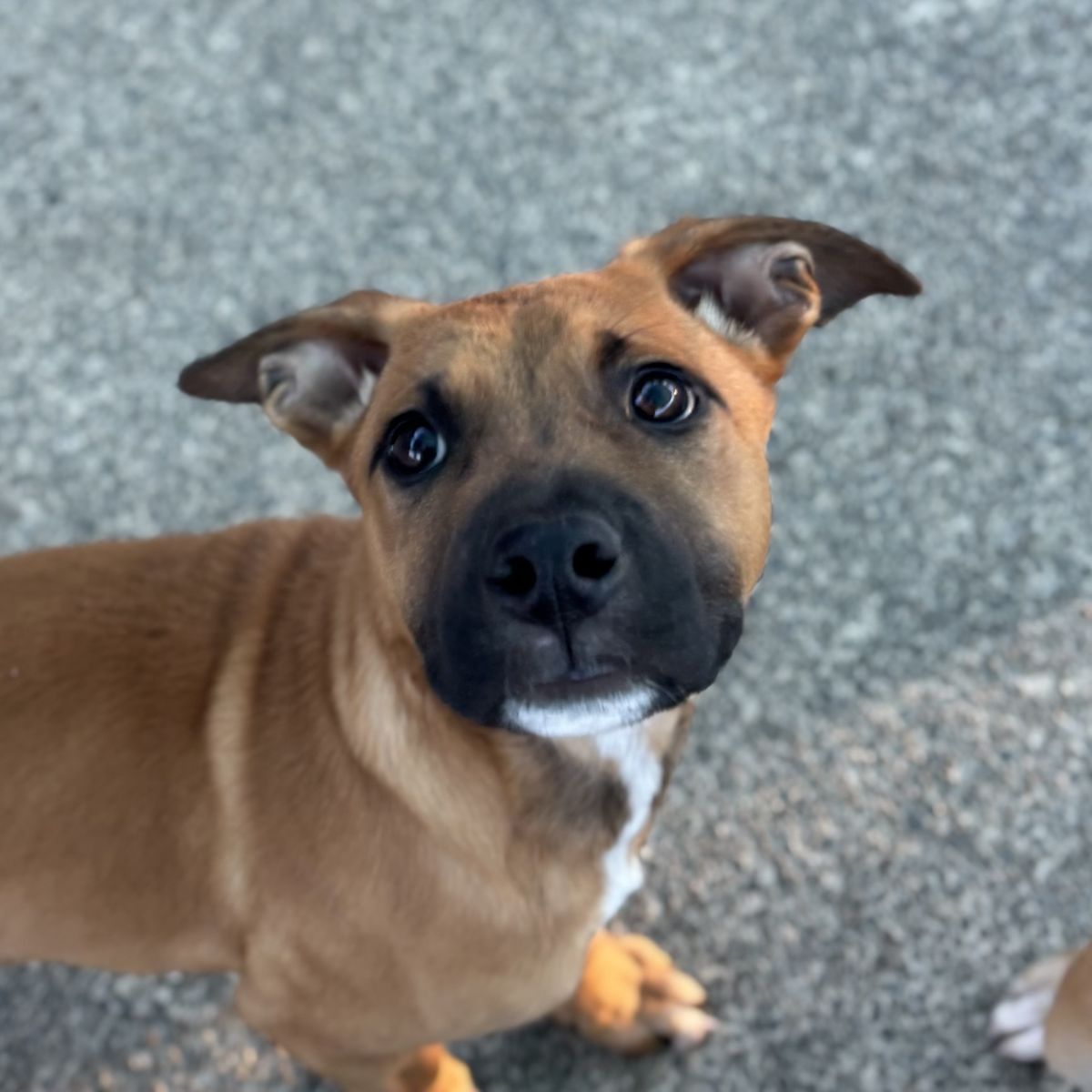 Gallery image: Baylee