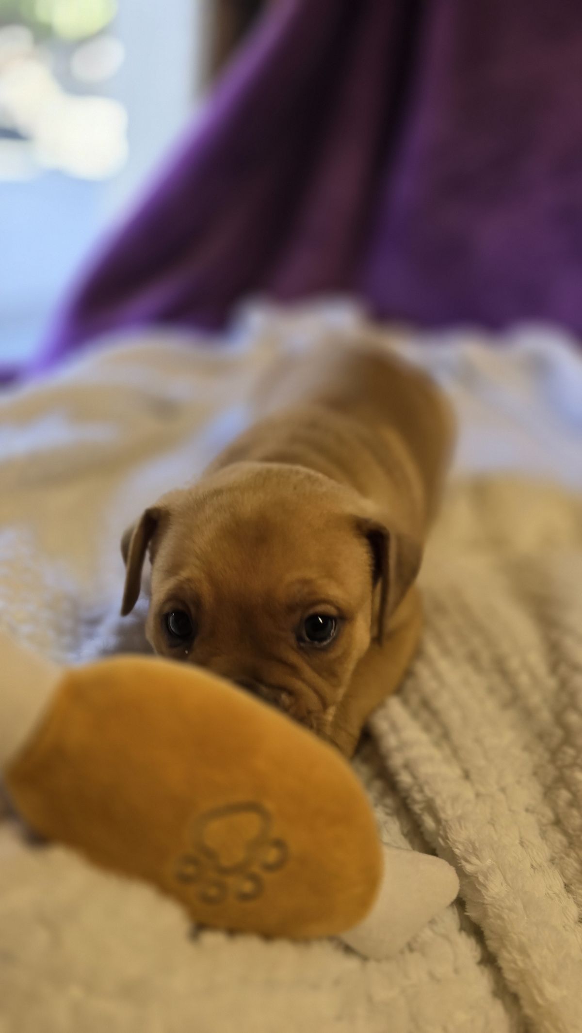 Gallery image: Arthur 