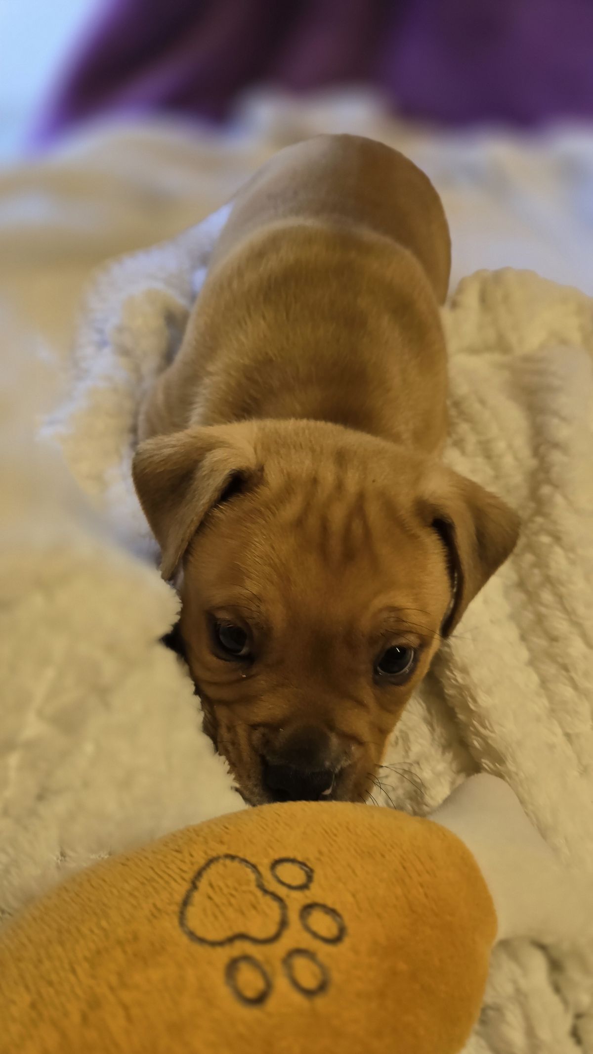 Gallery image: Arthur 