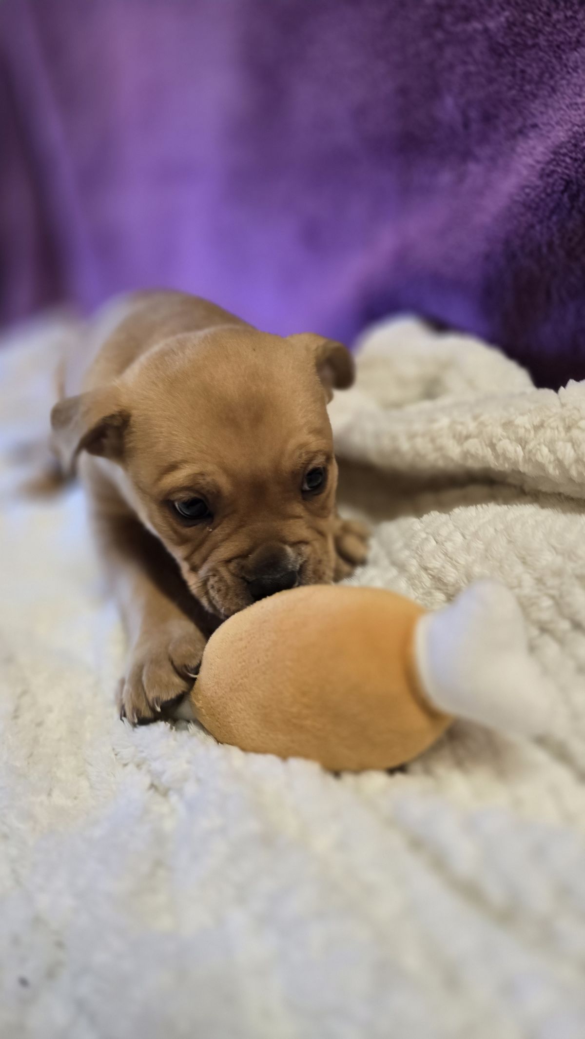 Gallery image: Arthur 