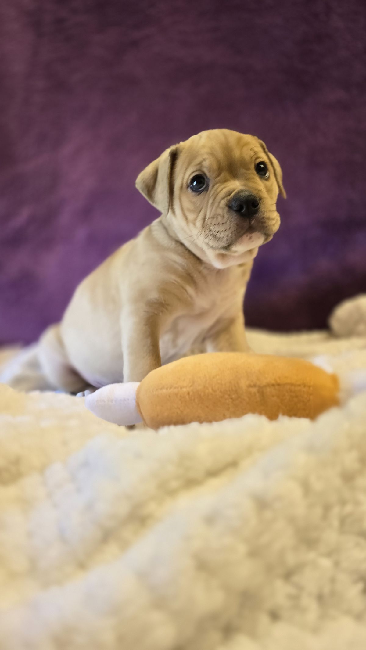 Gallery image: Jasper