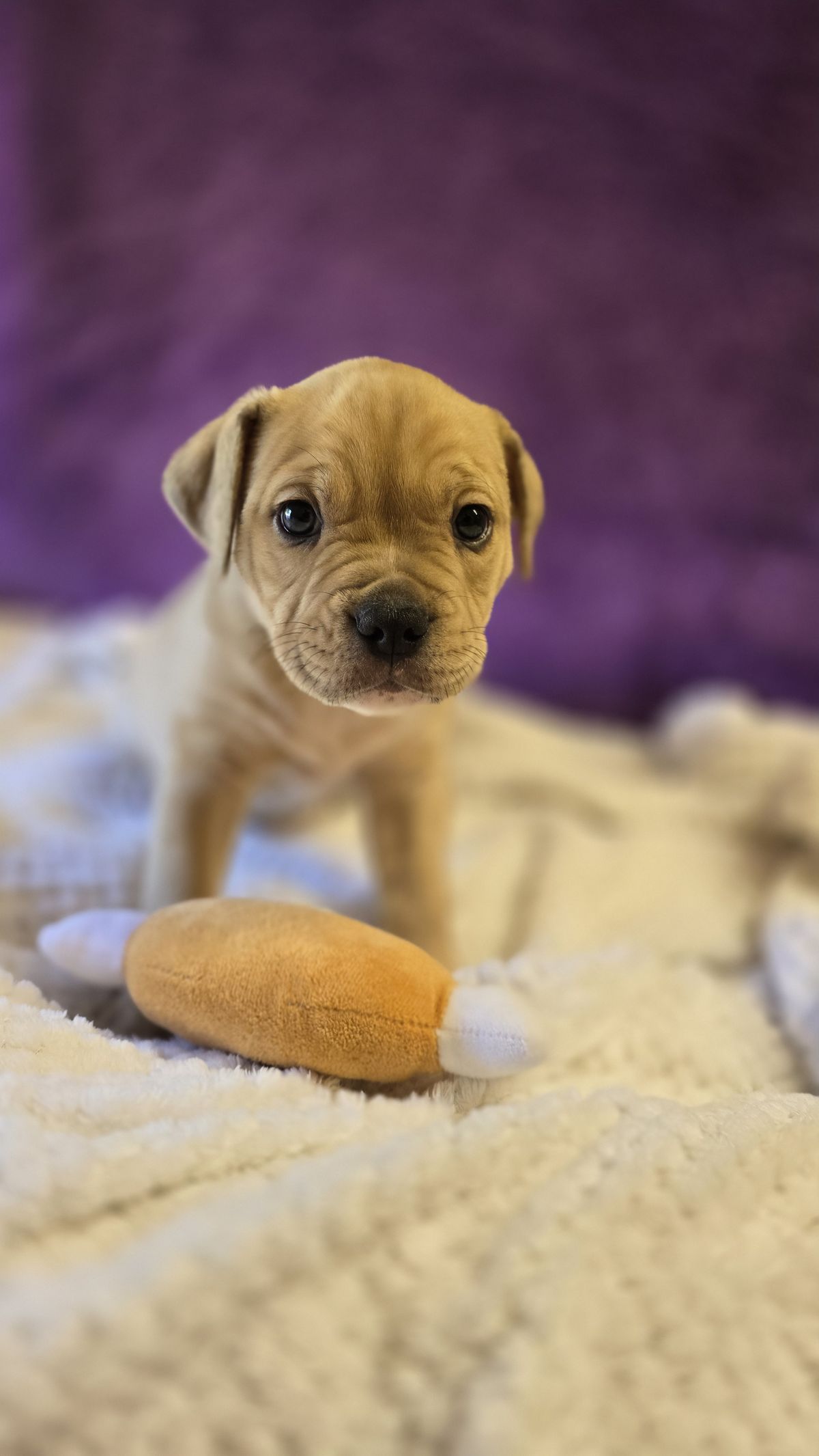 Gallery image: Jasper