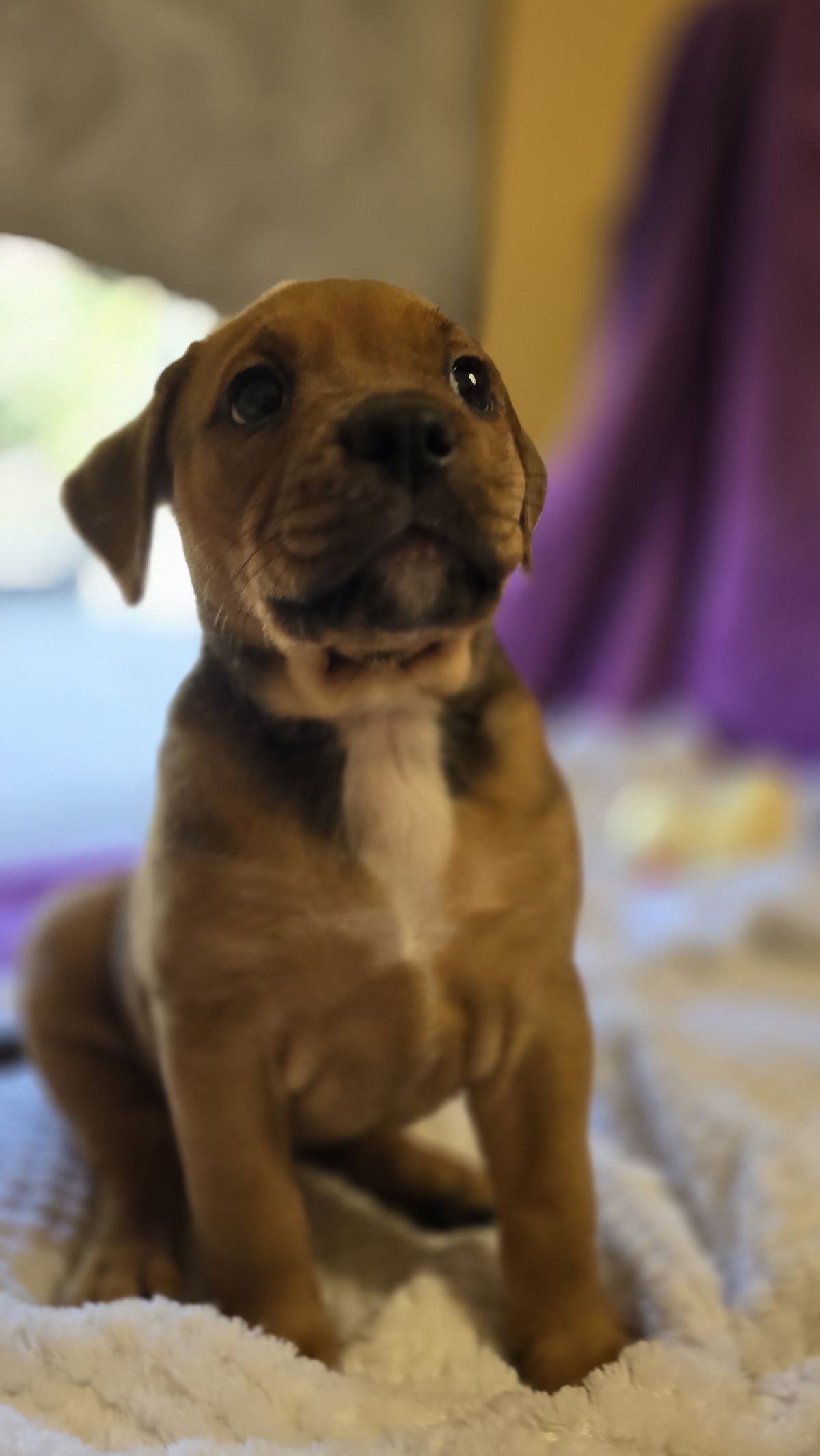 Gallery image: Daisy