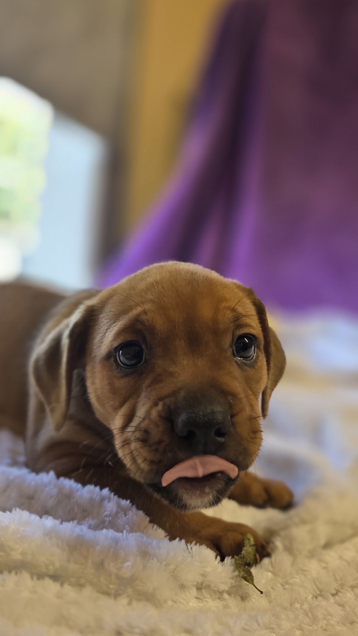 Gallery image: Daisy