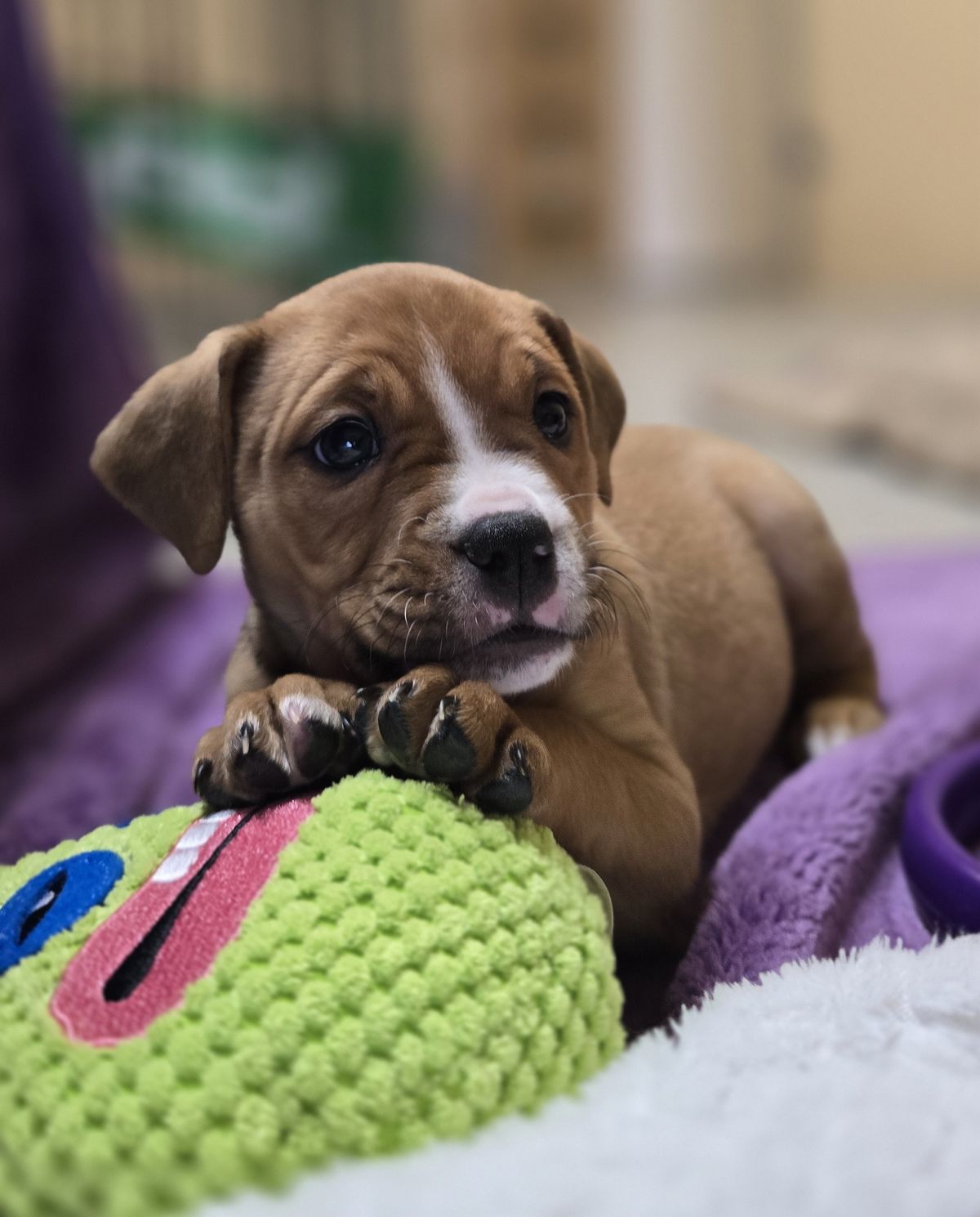 Gallery image: Rosie