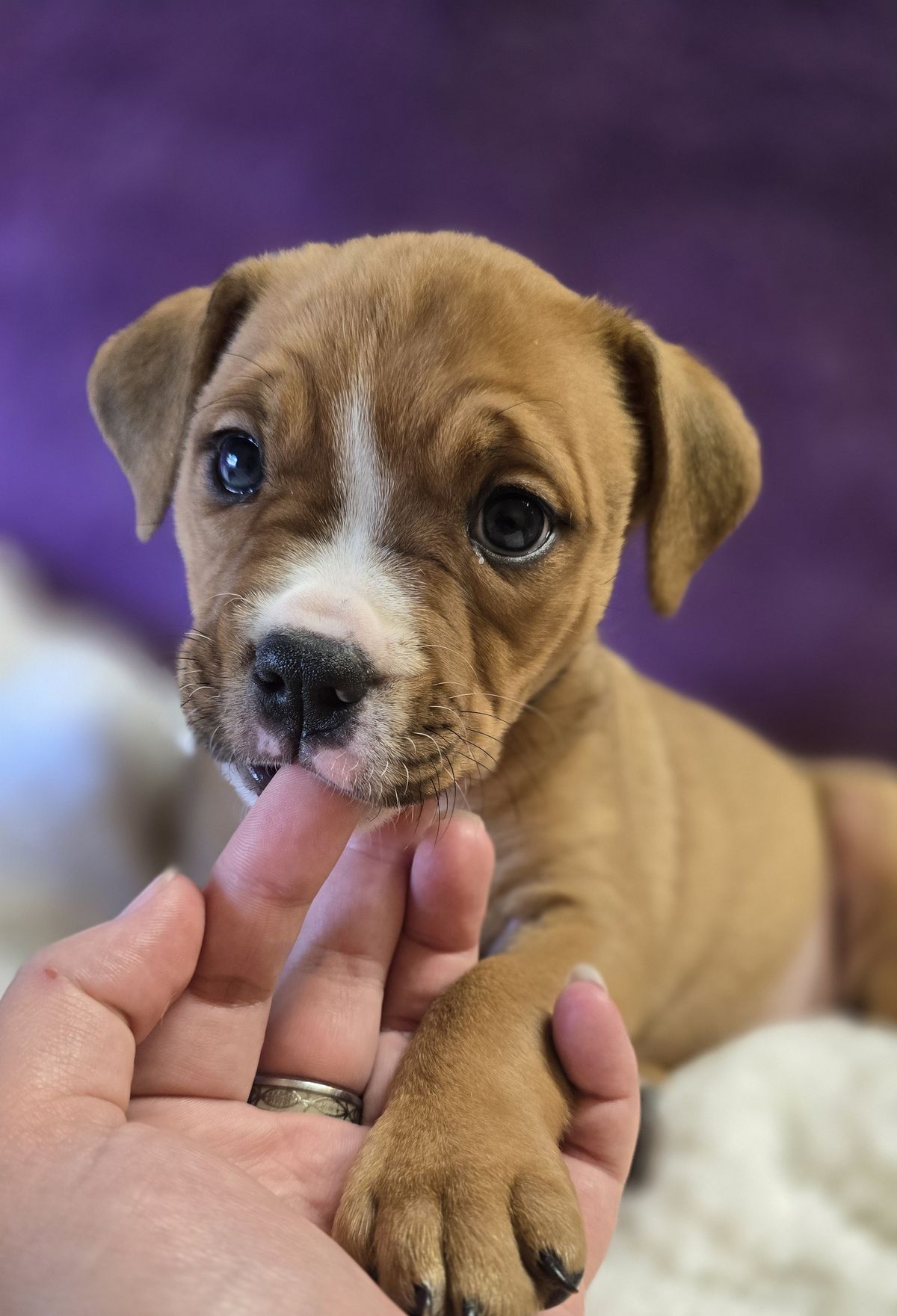 Gallery image: Rosie