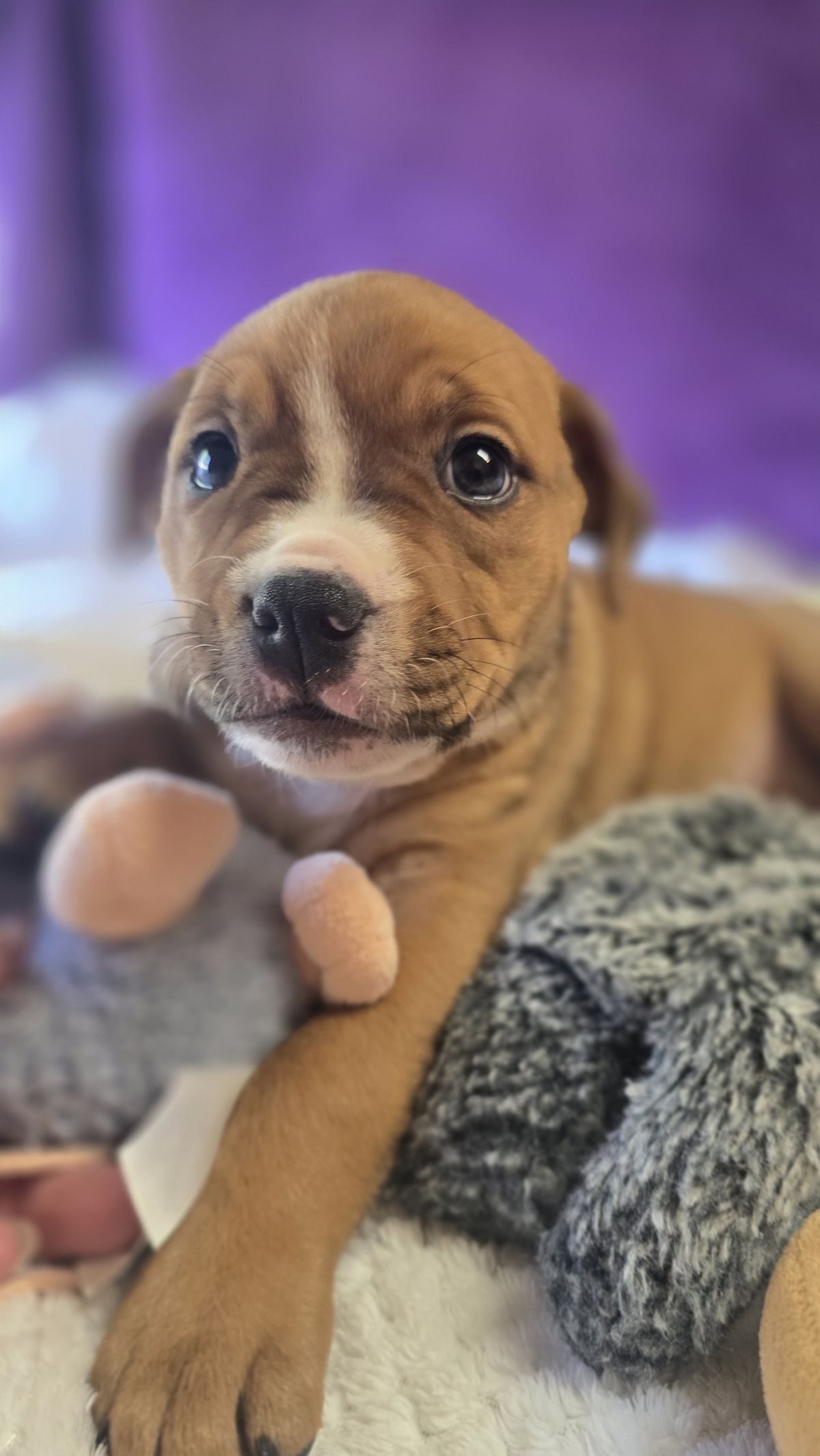 Gallery image: Rosie