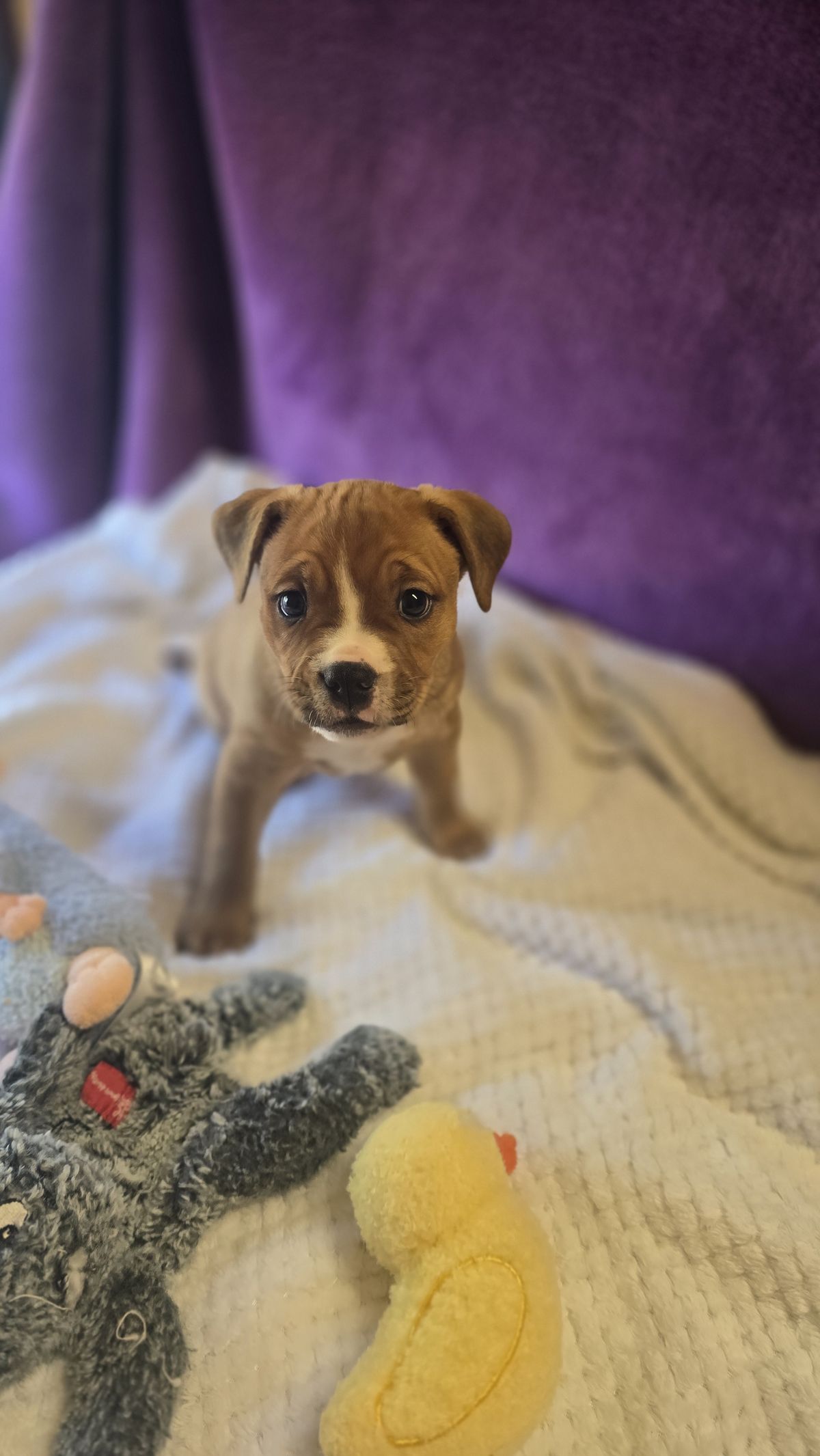 Gallery image: Rosie