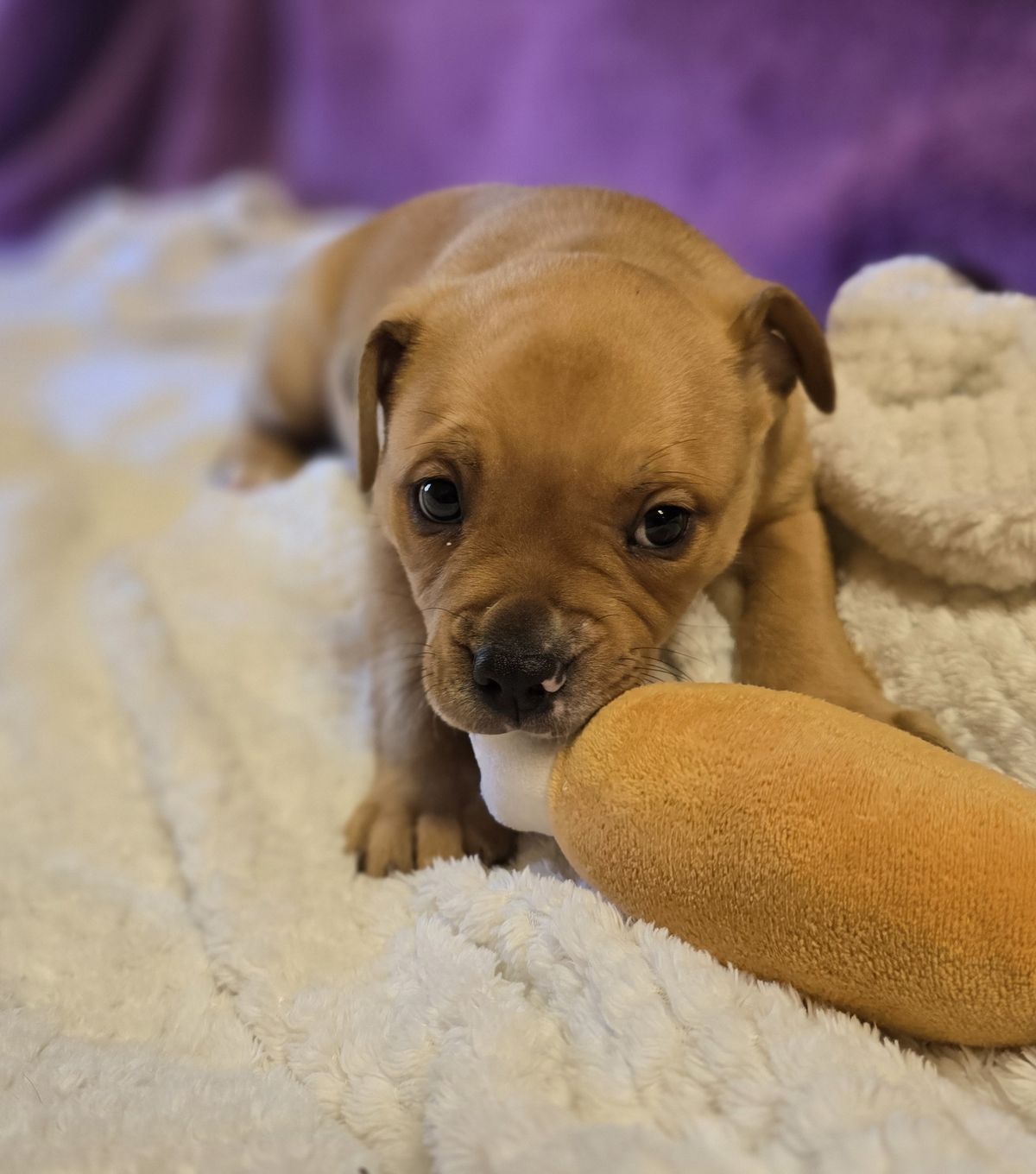 Gallery image: Arthur 