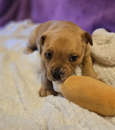 Arthur  - Medium Cross Breed