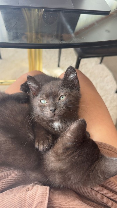 Onyx - Domestic Short Hair