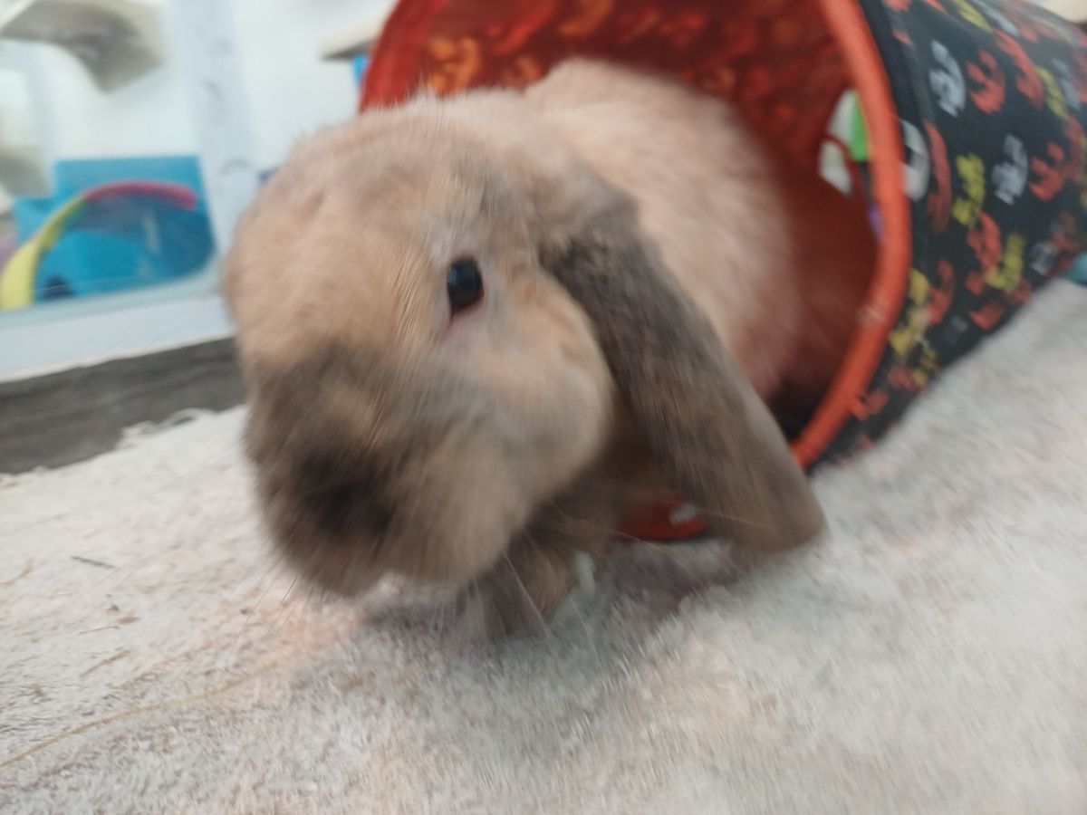 Gallery image: Bean Sprout