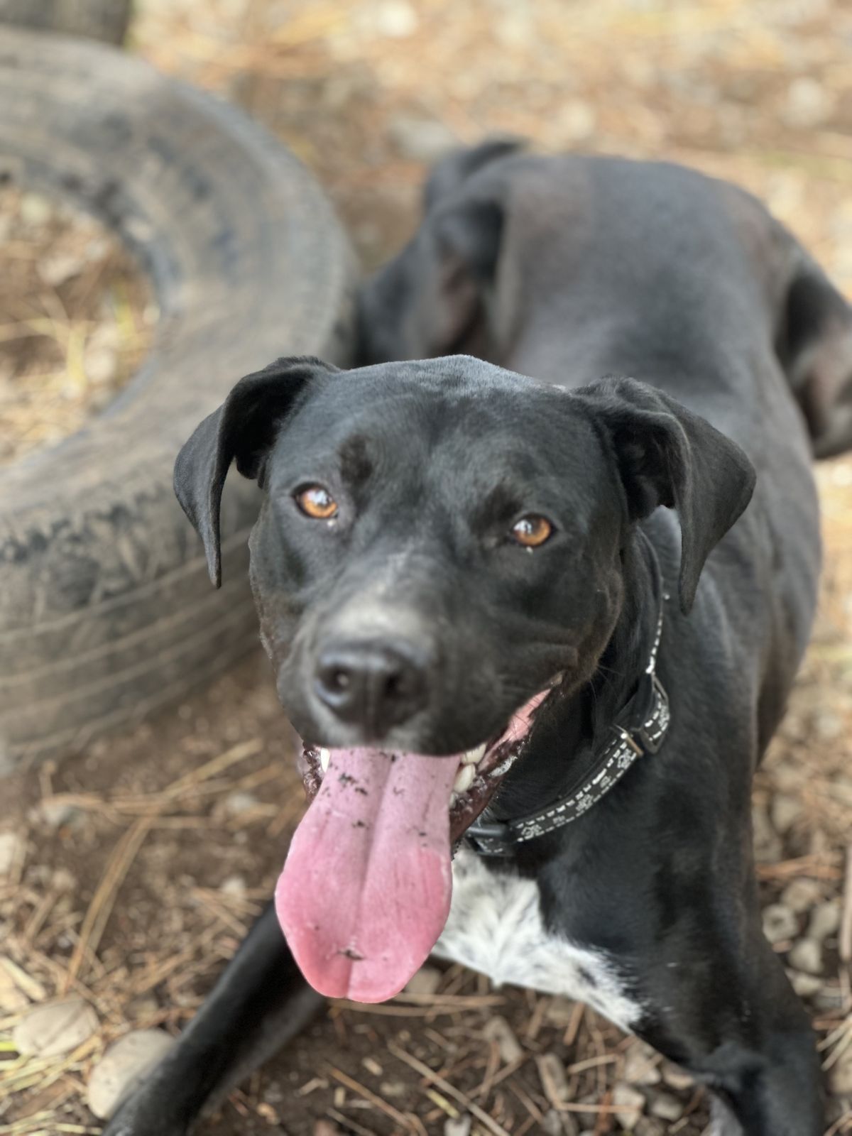 Gallery image: Rocky