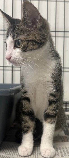 Gallery image: Rosanov