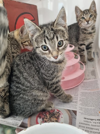 Daisy - Domestic Short Hair