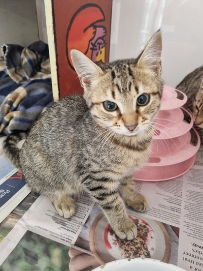 Jessie - Domestic Short Hair