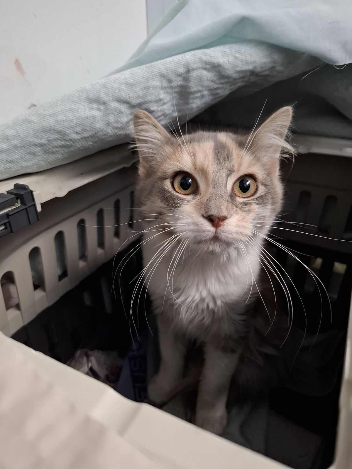 Gallery image: Muffin