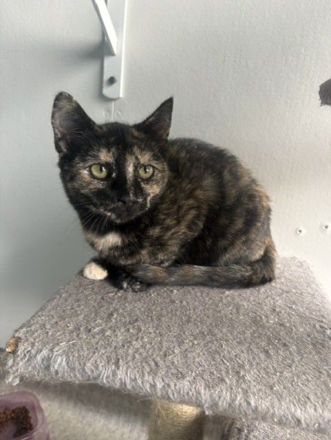 Gallery image: Speckle 