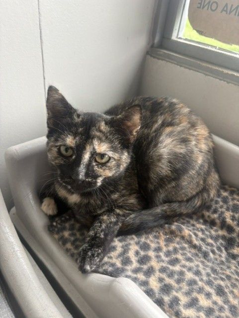 Gallery image: Speckle 