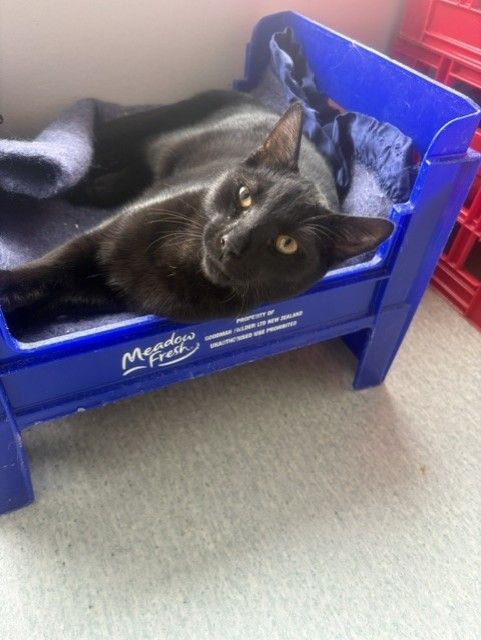 Gallery image: Nacho