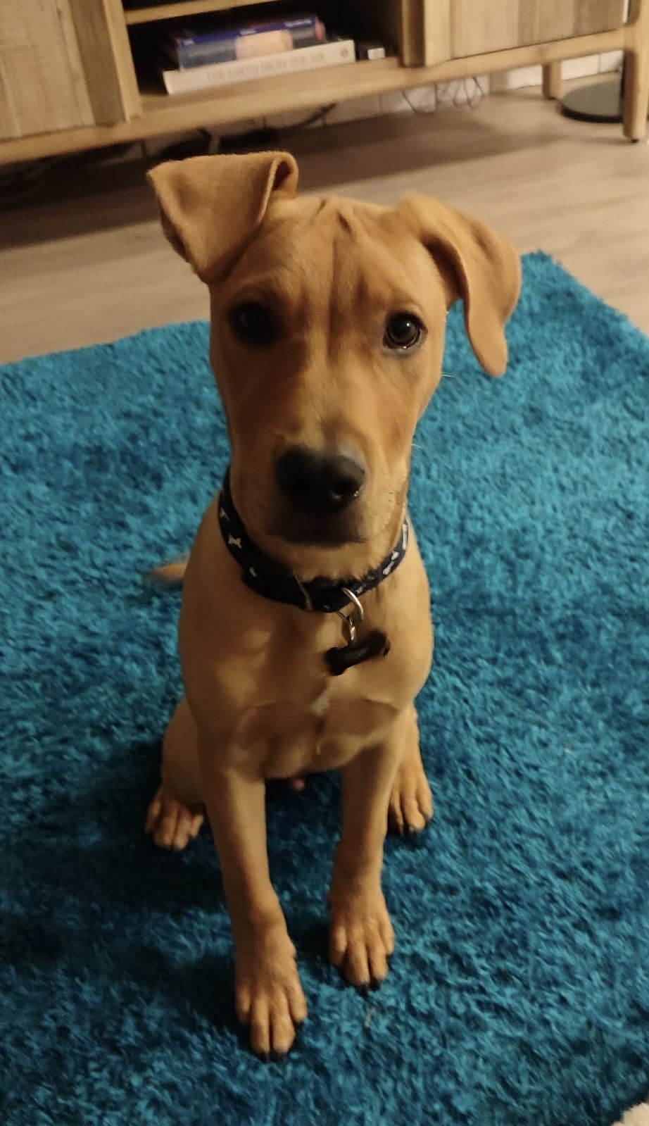 Gallery image: Pringle