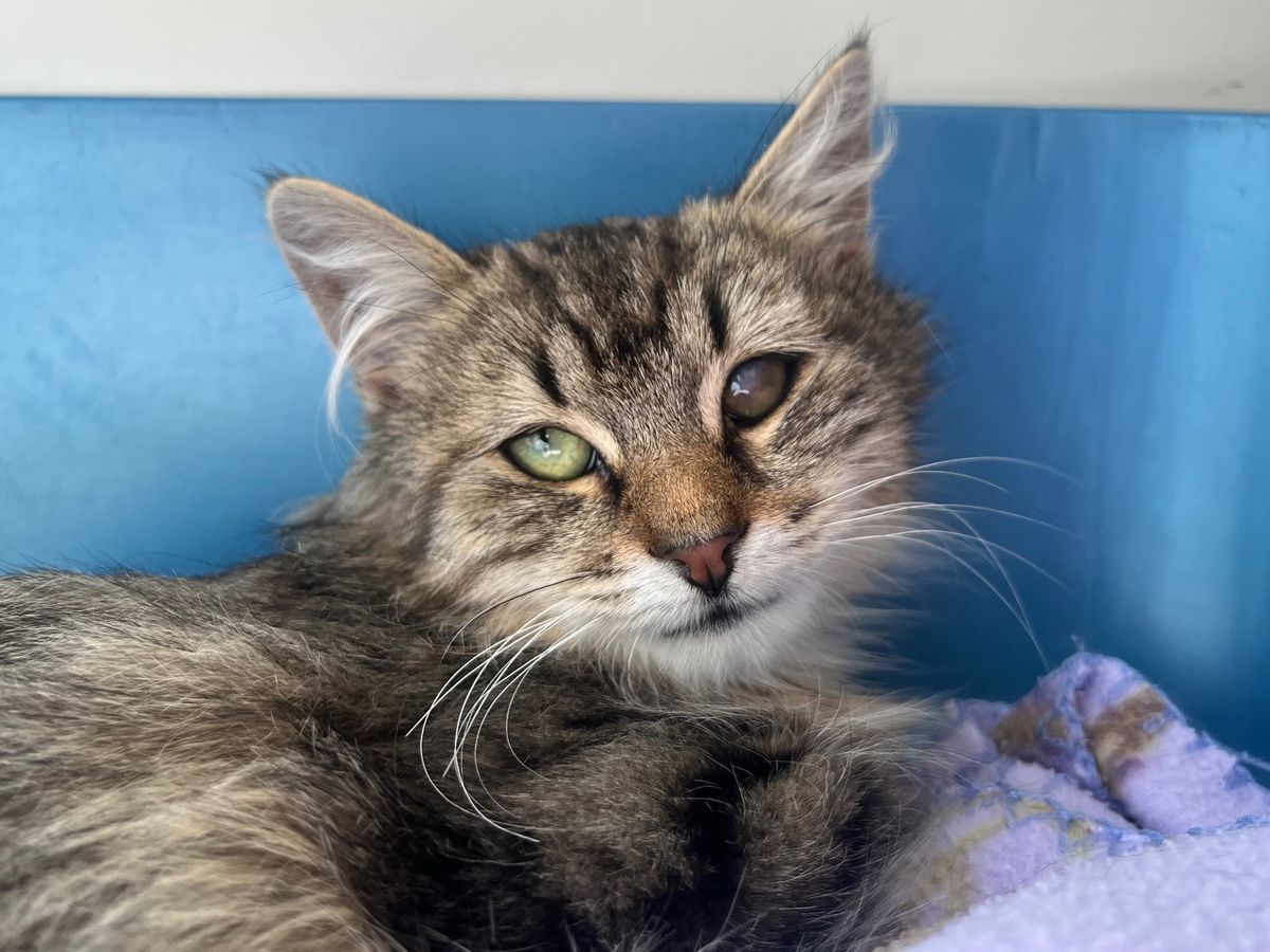 Gallery image: Oscar