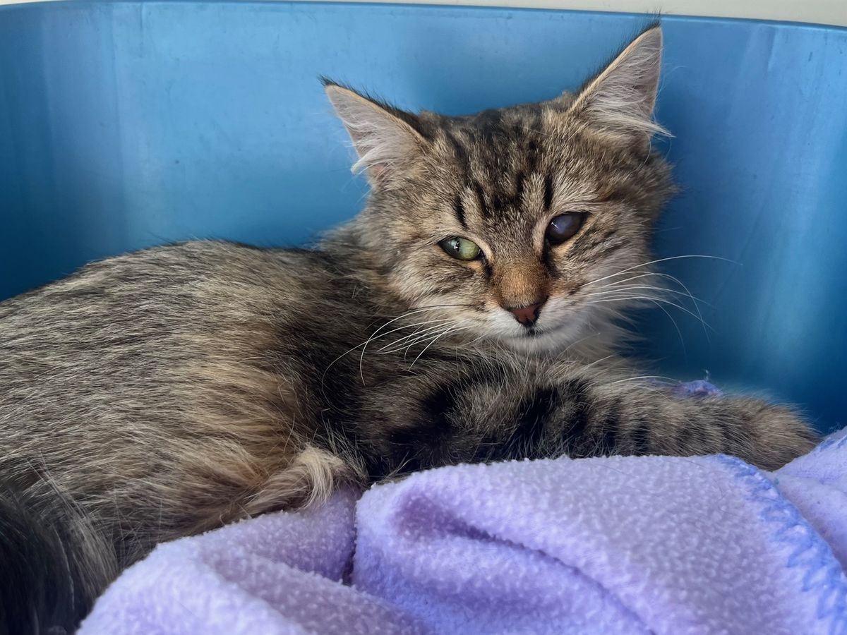 Gallery image: Oscar