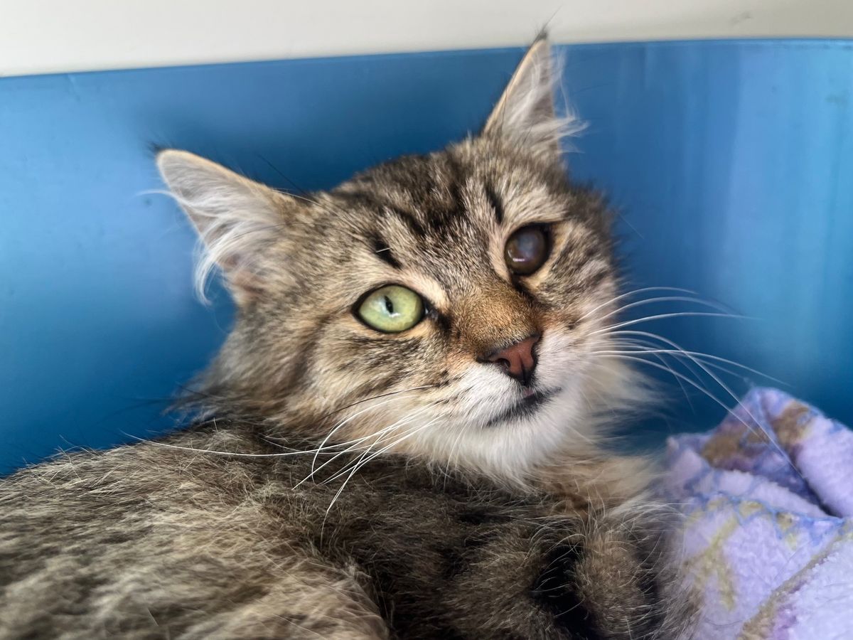 Gallery image: Oscar