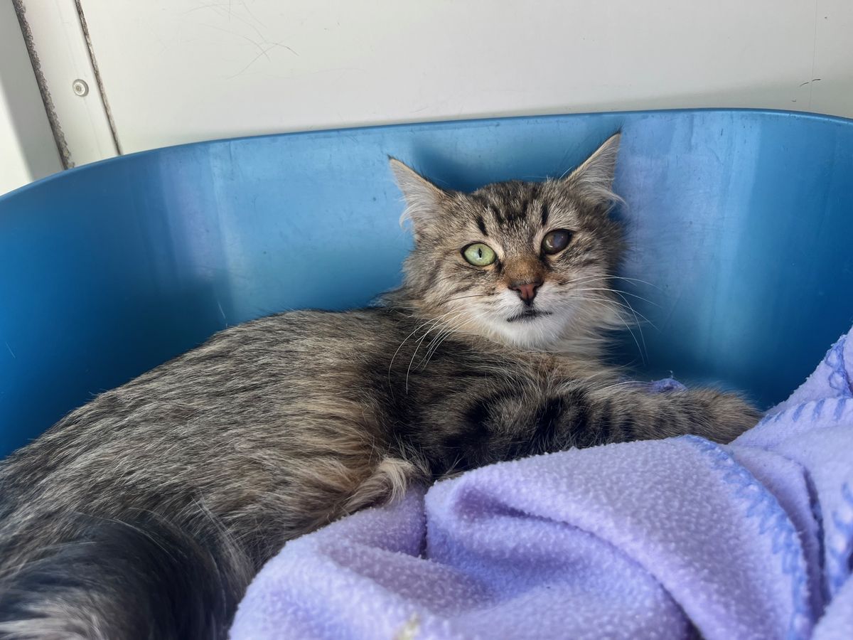 Gallery image: Oscar