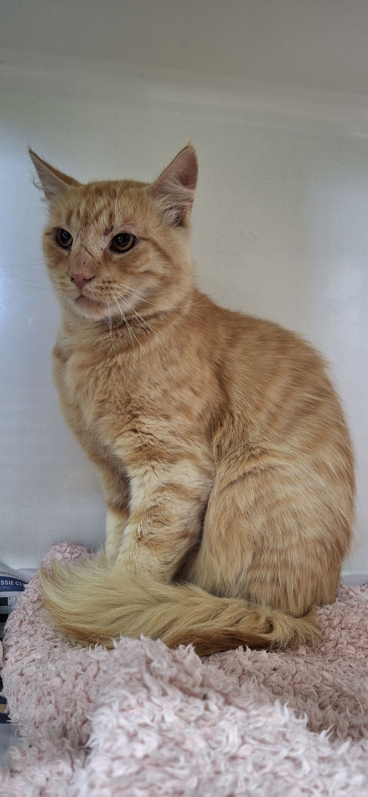 Gallery image: Garfield 