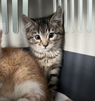 George - Domestic Short Hair