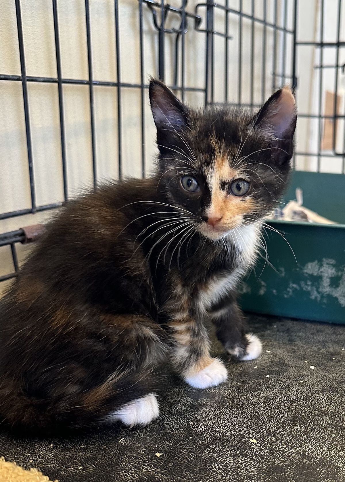 Gallery image: Mimosa