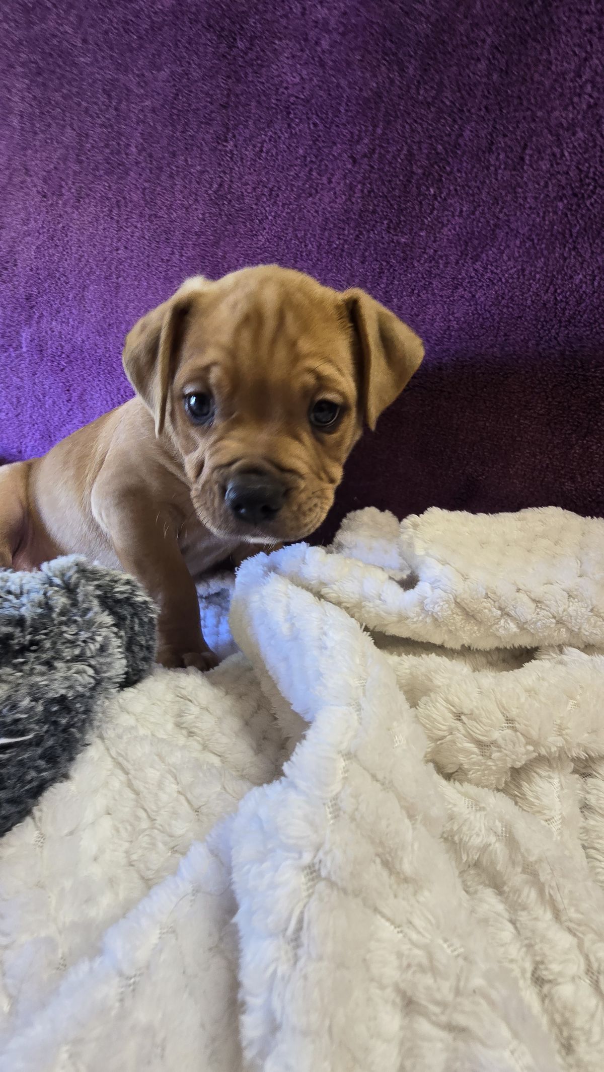 Gallery image: Vinnie