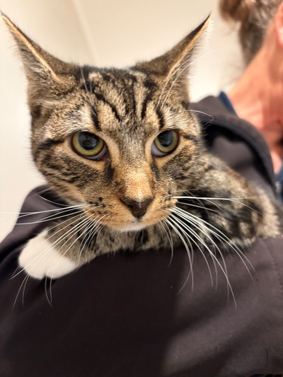 Marvel - Domestic Short Hair