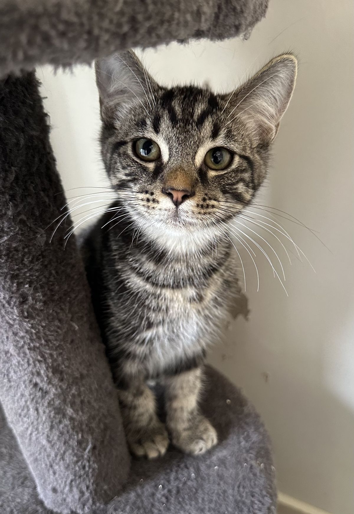 Gallery image: Mouse