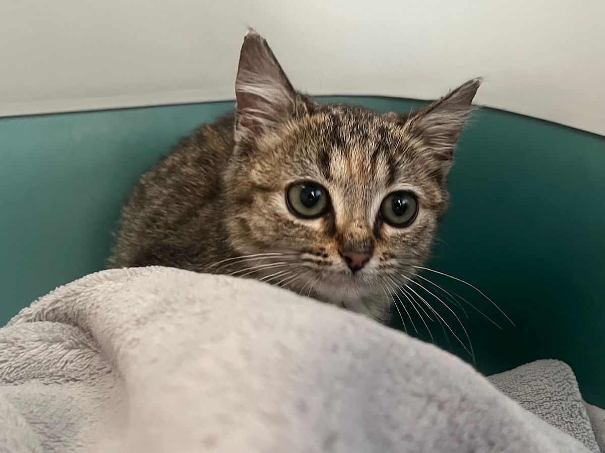 Gallery image: Penny