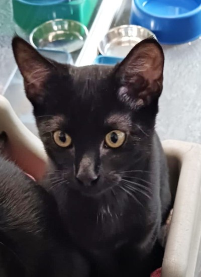 Ari - Domestic Short Hair